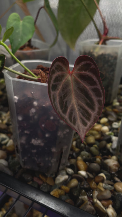 Selected Anthurium King of Spades × Red Crystallinum (HU × RC)