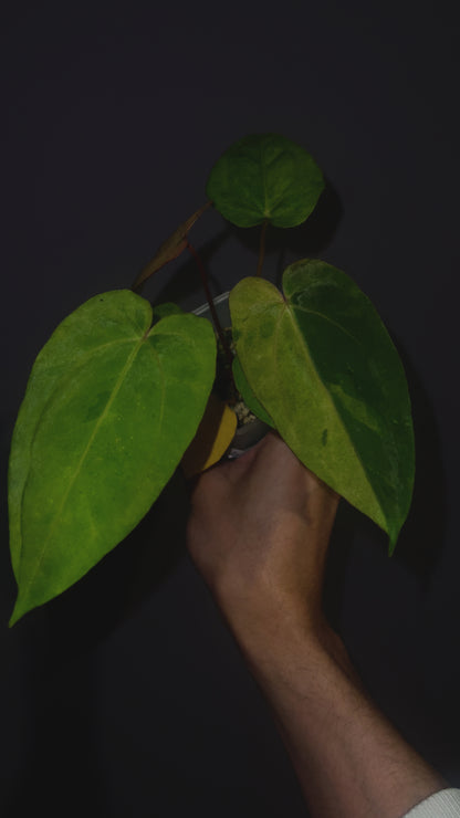 Anthurium Papillilaminum 'Legend' x 'Pangrango' variegata