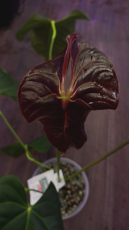 Anthurium Veitchii x Chamberlainii