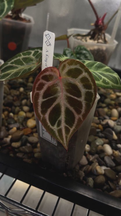 Selected Anthurium King of Spades × Red Crystallinum (HU × RC)