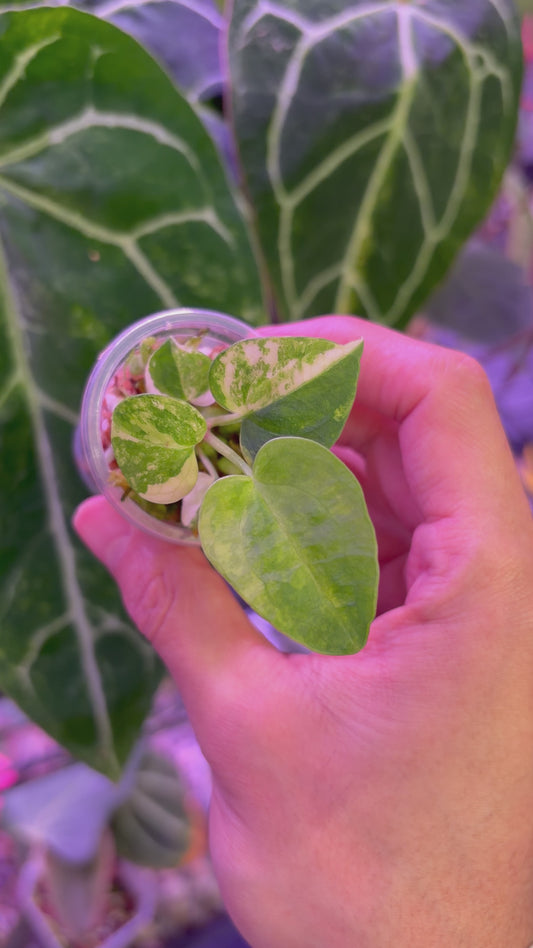 Anthurium ‘Rusty Long’ × ‘ace of spades (AOS)’