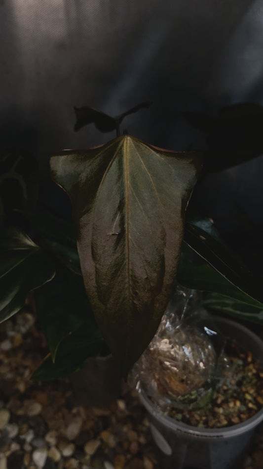 Anthurium ‘Black Sweet’ SF2