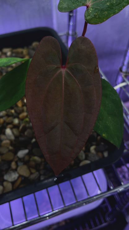 Anthurium Red Vein Dark Phoenix (RVDP)