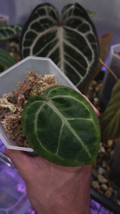 Anthurium Red Crystallinum (NSE)