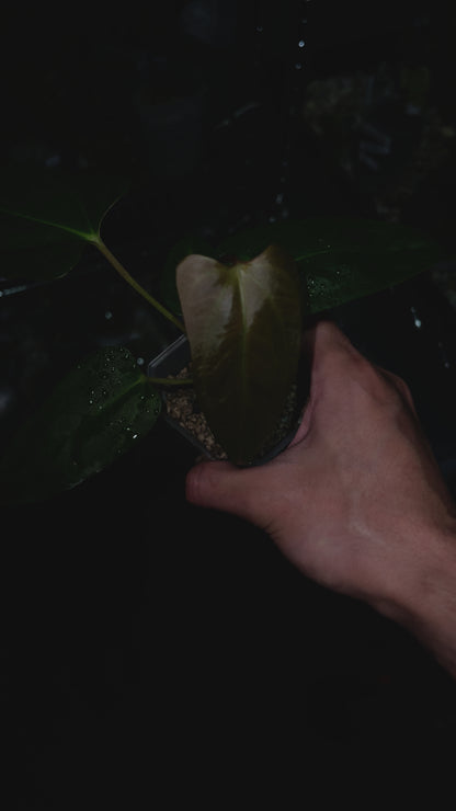 Anthurium Black Sweet from seedlings