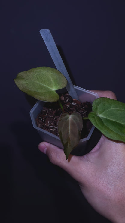 Anthurium Blue Papillilaminum Dark Form × X-one variegata