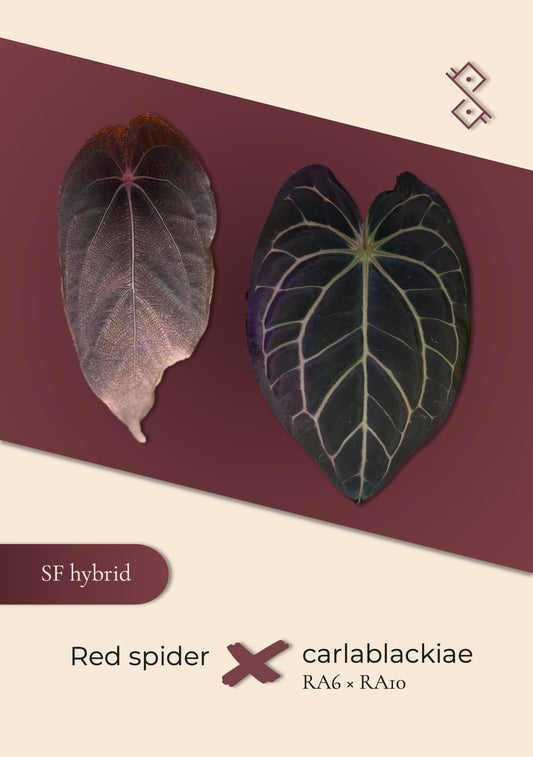 Seedling: Red spider × carlablackiae (RA6 × RA10)