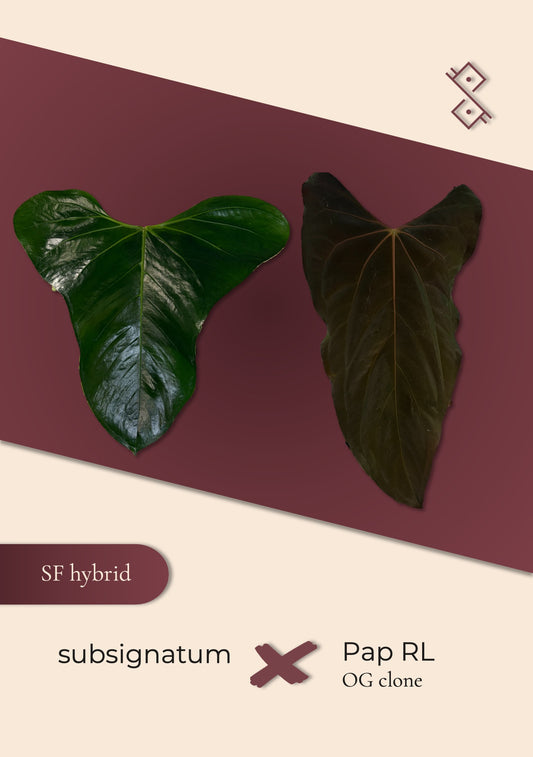 Seedling: subsignatum × pap 'Ralph Lynam' OG
