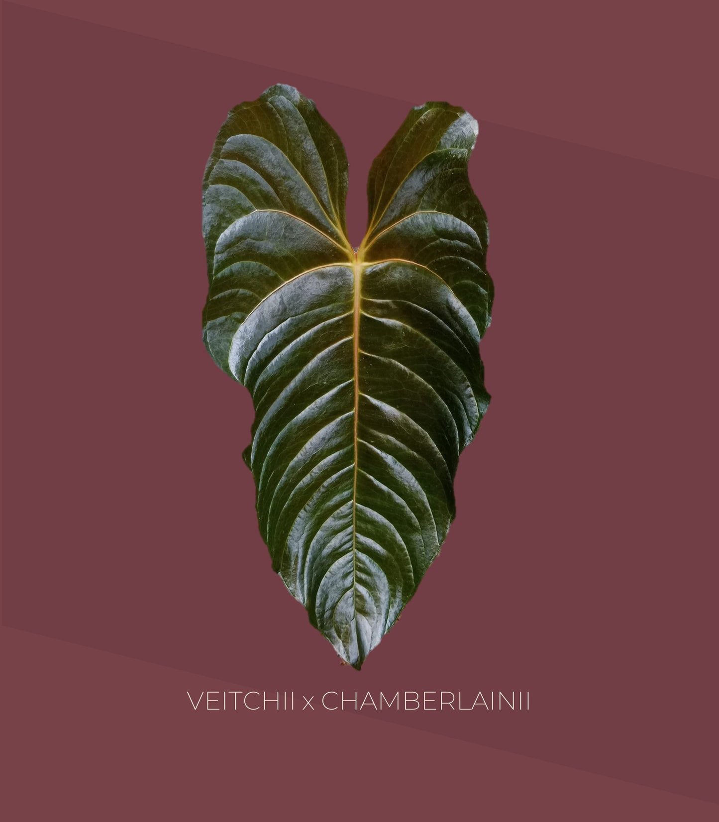 Anthurium Veitchii x Chamberlainii