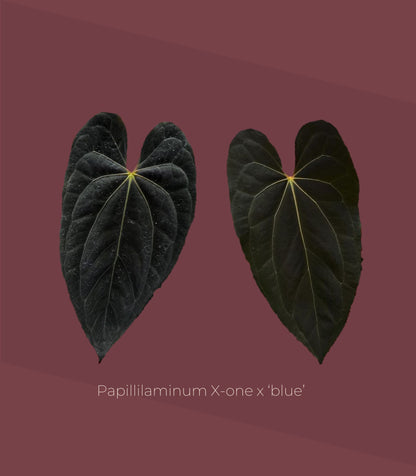 Anthurium Papillilaminum X-one × Blue Papillilaminum